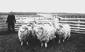 Corriedale sheep